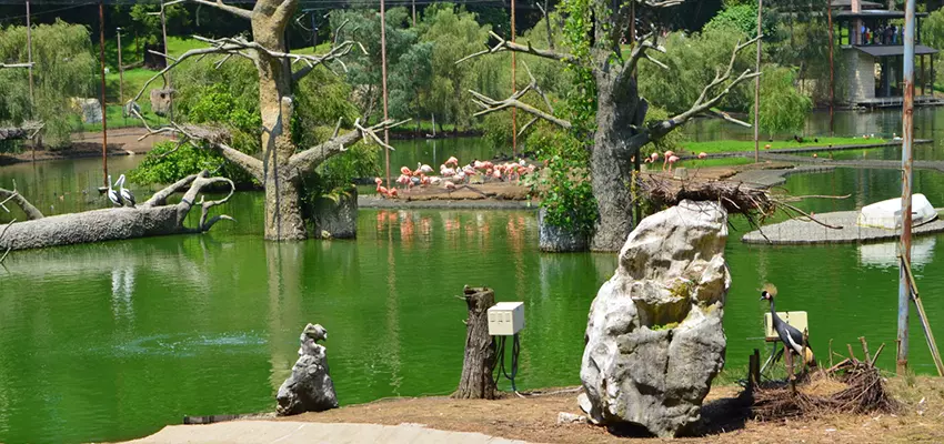 Shekvetili Dendrological Park